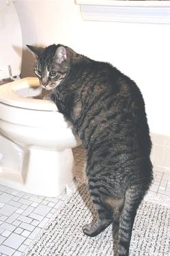 cat examining toilet