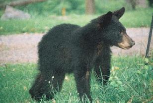 Baby bear cub, by Bruce Andrew Peters, GreatWriteUp.com